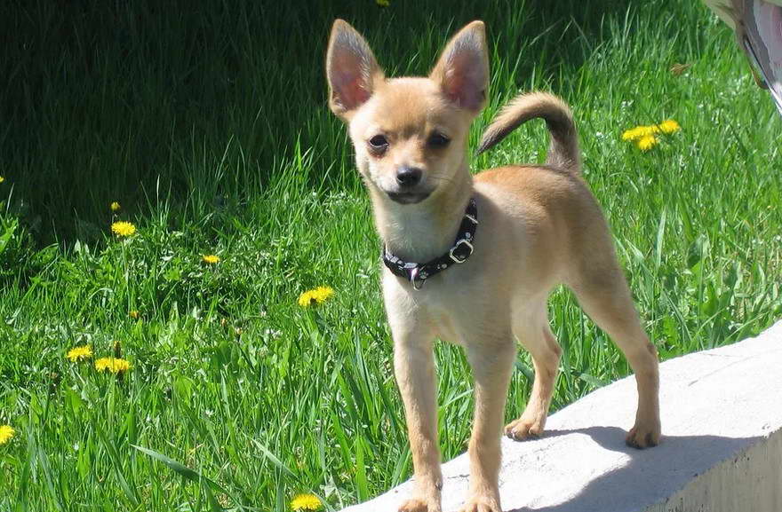 Pomeranian Terrier Mix