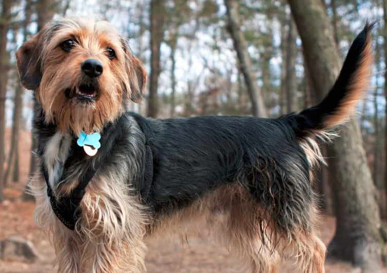 Terrier Mix Breeds