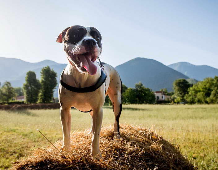 American Staffordshire Terrier Mix