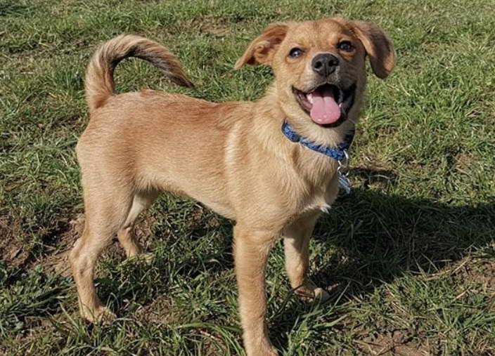 Beagle Terrier Mix