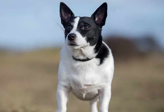 Boston Terrier Mix