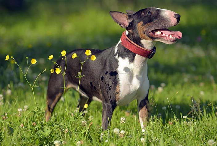 Bull Terrier Mix