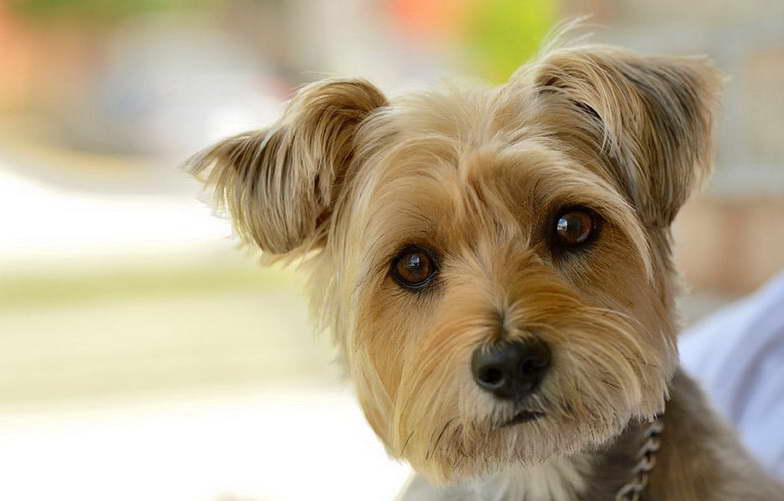 Cairn Terrier Mix