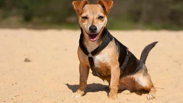 Dachshund Terrier Mix