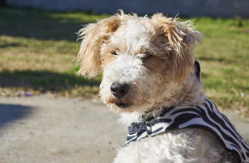 Fox Terrier Mix