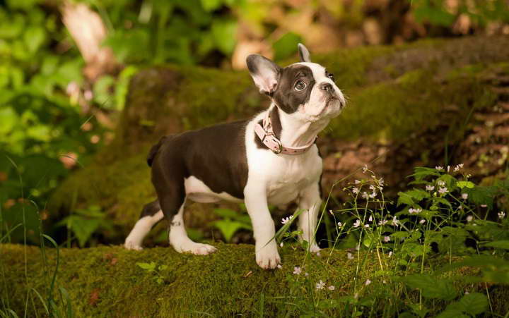 French Bulldog Boston Terrier Mix