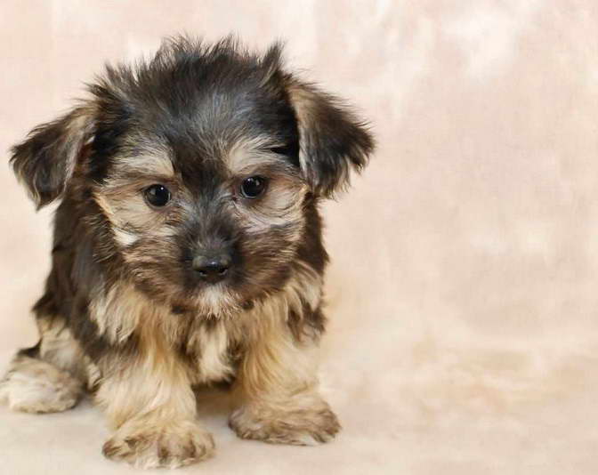 Maltese Terrier Mix