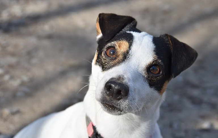 Rat Terrier Mix With Jack Russell