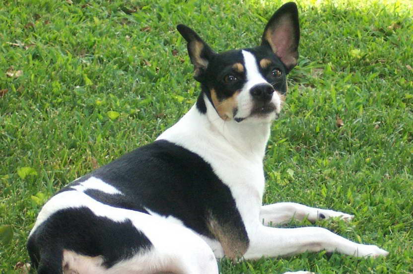 Rat Terrier Mix