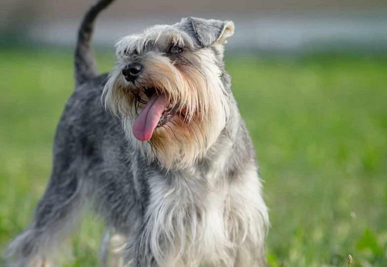 Schnauzer Terrier Mix