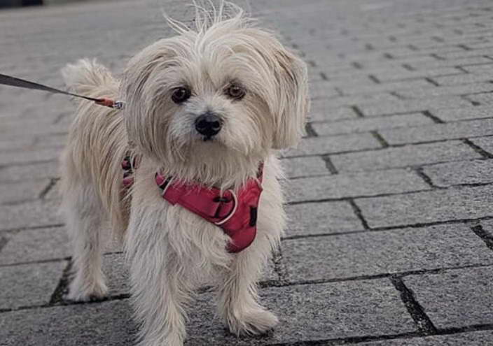 Shih Tzu Terrier Mix