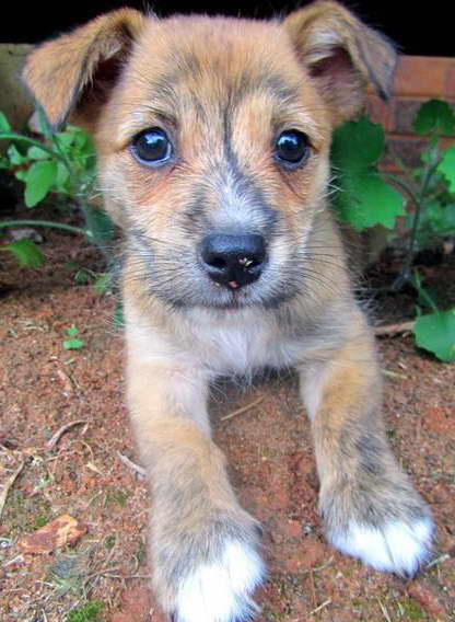 Terrier Mix Puppy