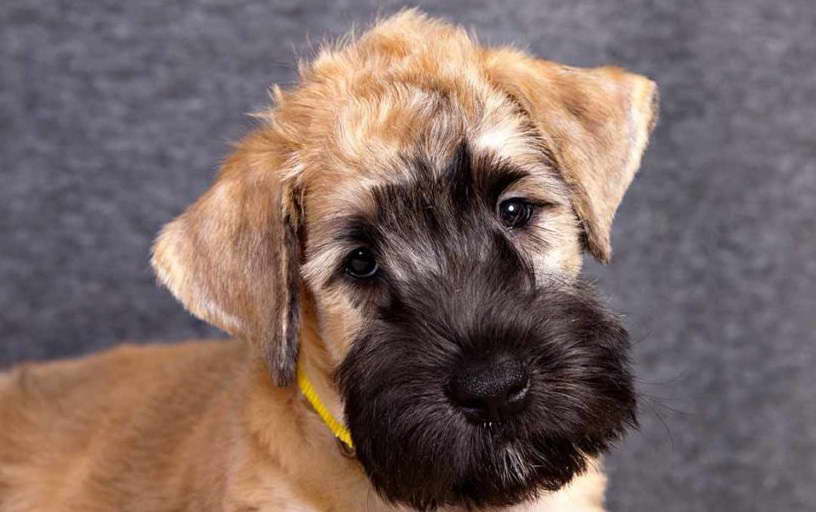 wheaten terrier mix