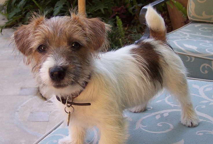 Wirehaired Terrier Mix