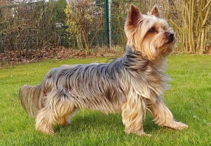 Yorkie Terrier Mix