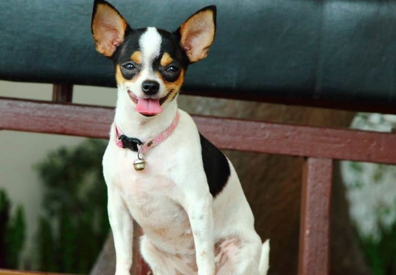 Chihuahua Rat Terrier Mix