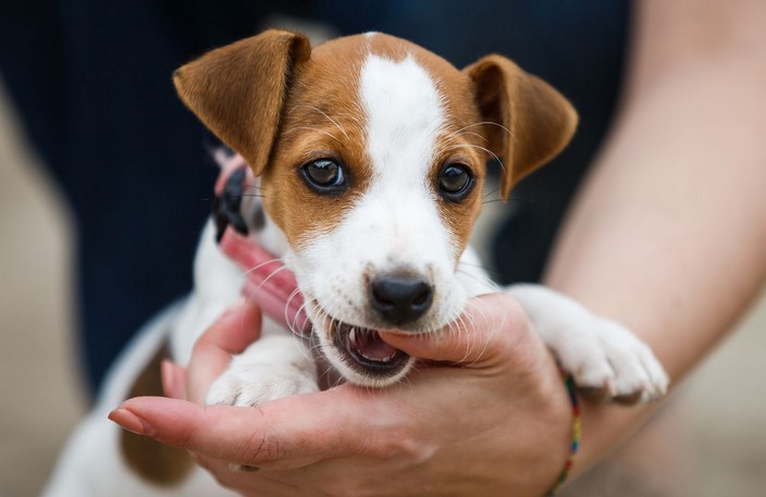 How To Train Jack Russells