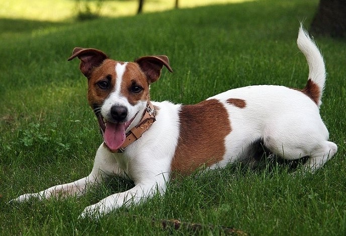 Jack Russell Terrier Mix