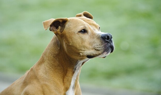 Pit Bull Terrier Mix