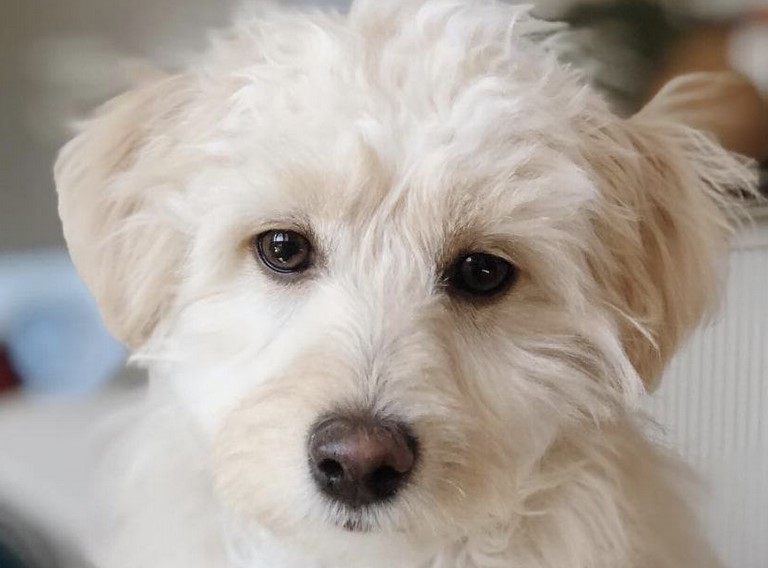 Poodle Terrier Mix