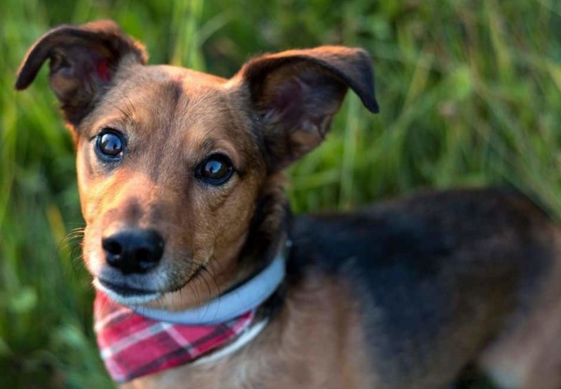 Terrier Mix