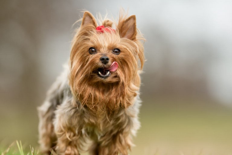 Terrier Yorkshire Mix