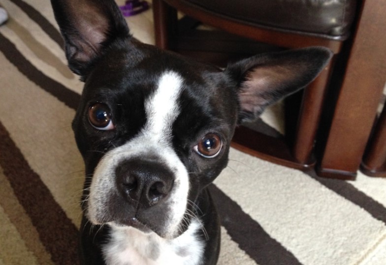 1 Year Old Boston Terrier