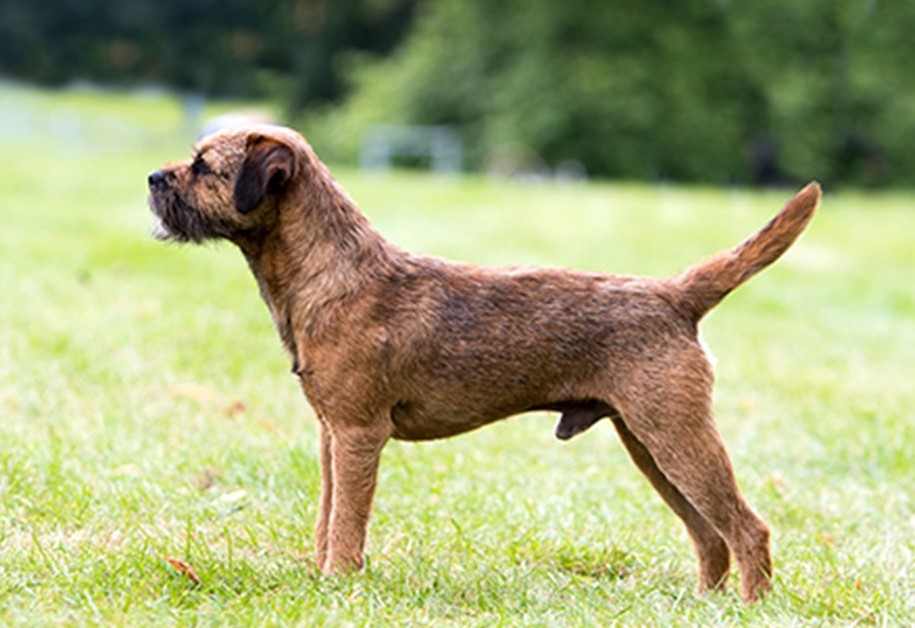 Border Terrier Puppies For Sale