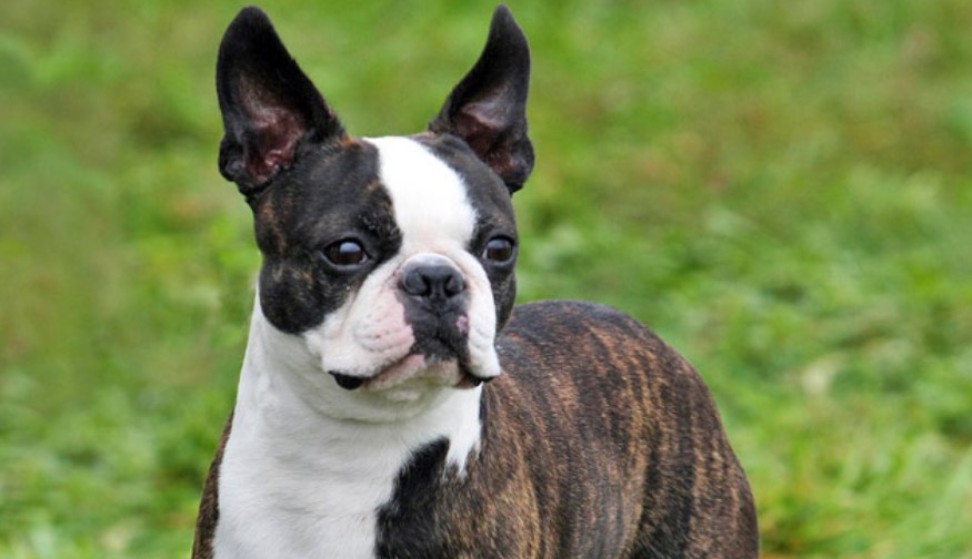 Boston Terrier Health Issues