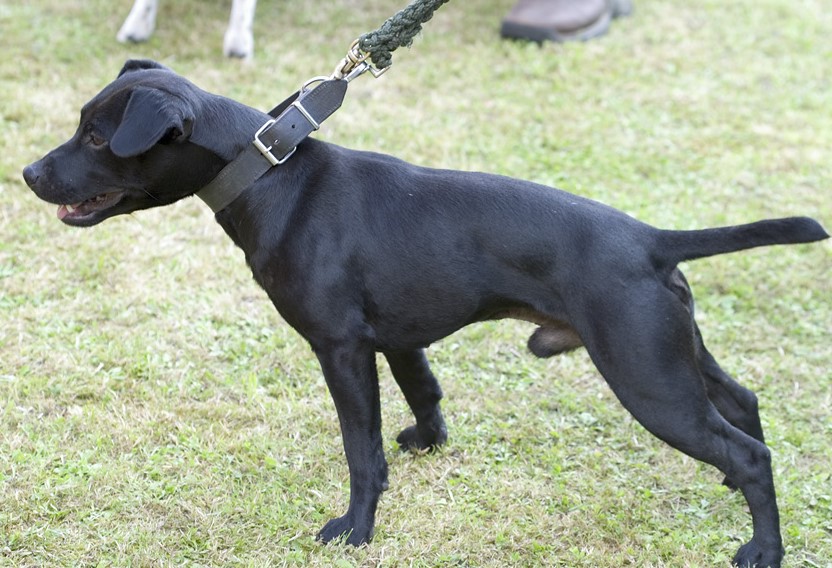 Patterdale Terrier