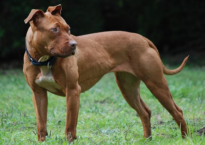 American Pit Bull Terrier Baby