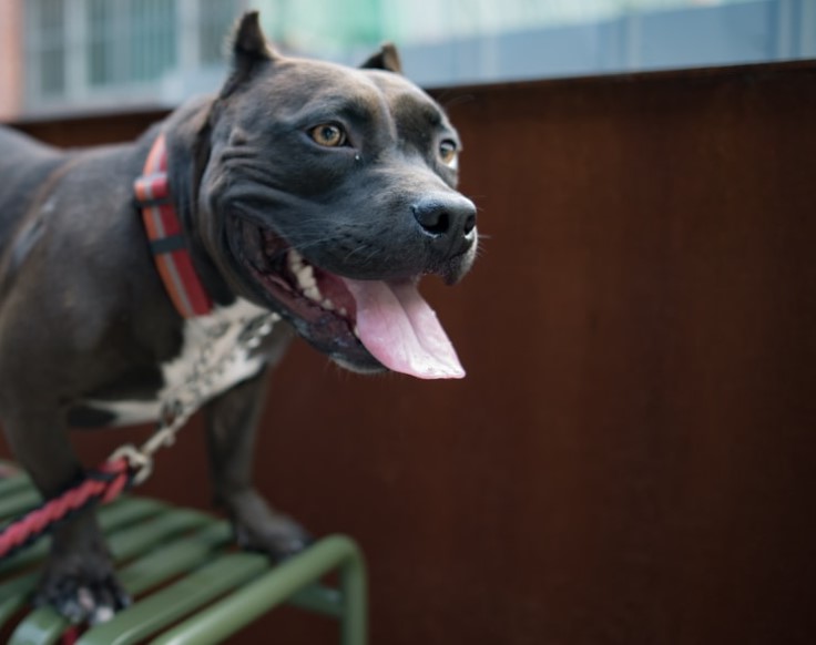 American Pitbull Terrier Black And White