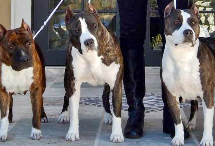 American Pitbull Terrier Breeders