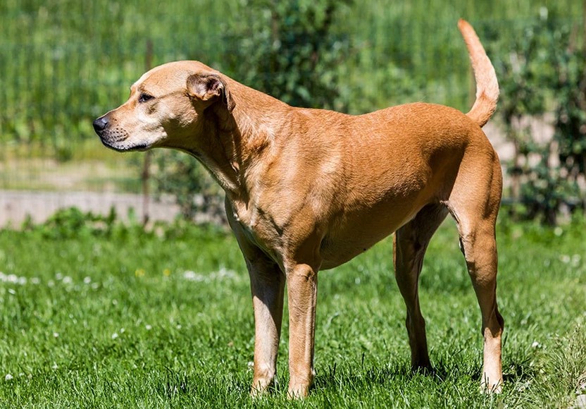 American Staffordshire Terrier Lab Mix