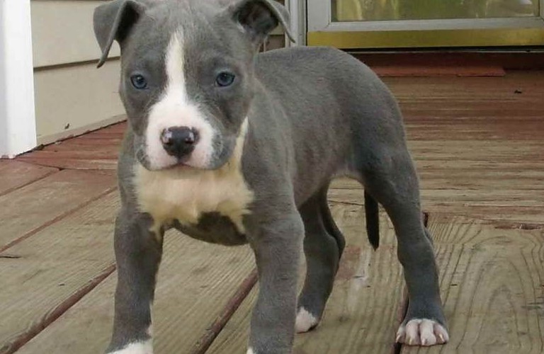 American Staffordshire Terrier Puppies For Sale