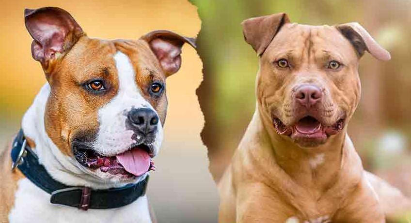 American Staffordshire Terrier vs Staffordshire Bull Terrier