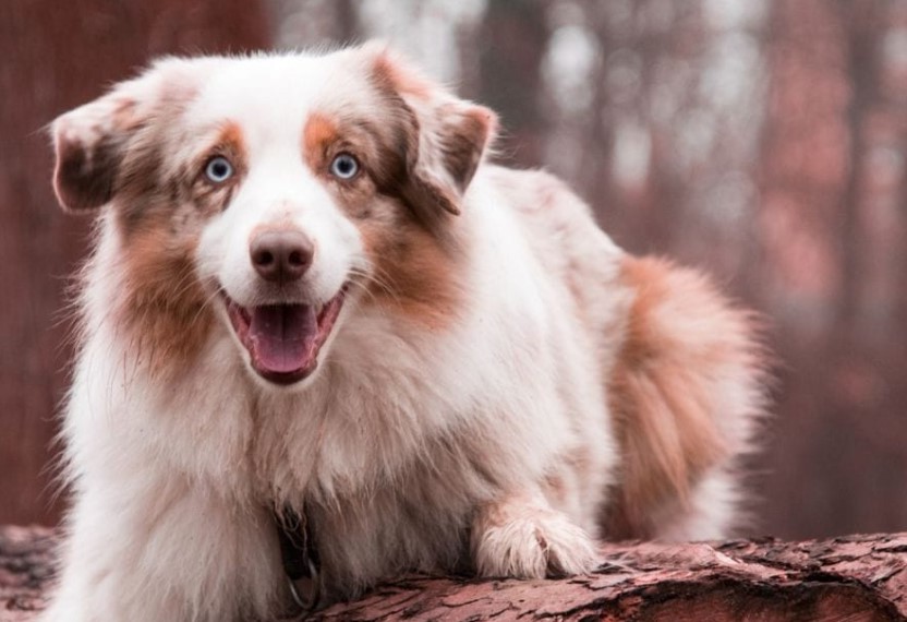 Aussie Terrier Mix