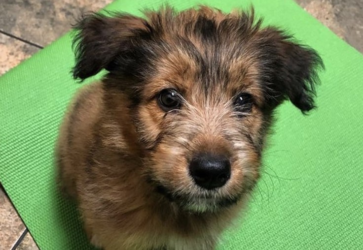 Australian Shepherd Terrier Mix