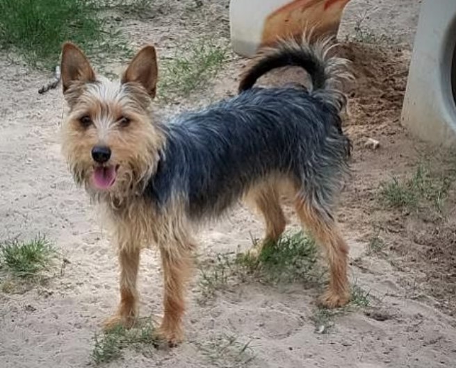 Australian Terrier Mix