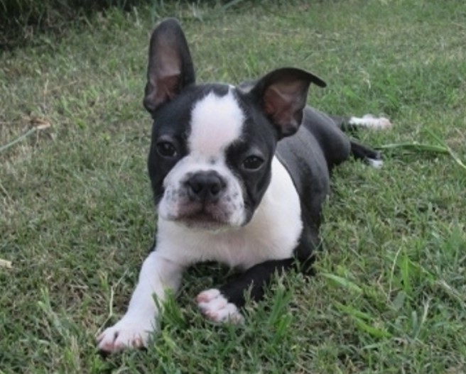 Baby Boston Terrier