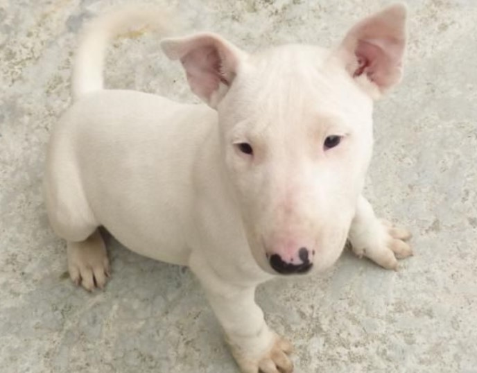 Baby Bull Terrier