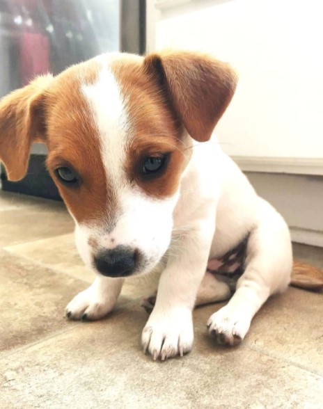 baby jack russell terrier