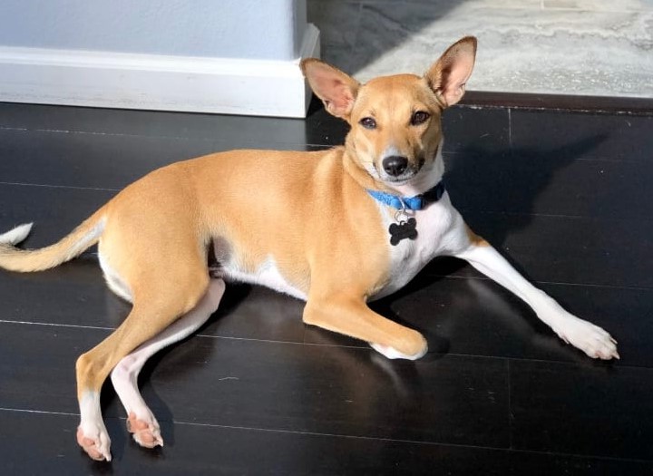 Basenji Terrier Mix