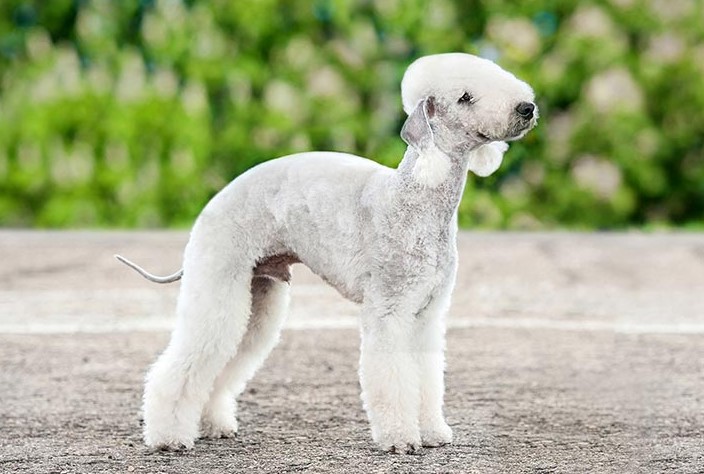 bedlington terrier for sale