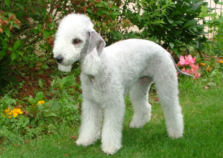 Bedlington Terrier Price