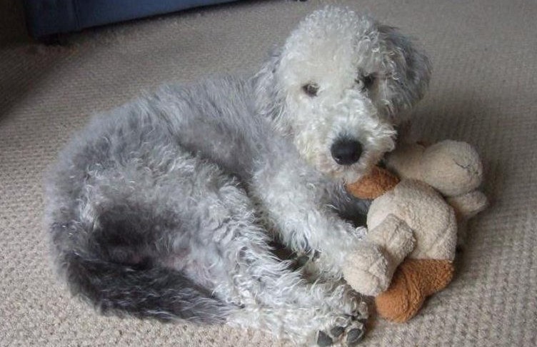 Bedlington Terrier Puppy