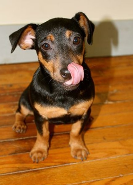 Black And Tan Terrier