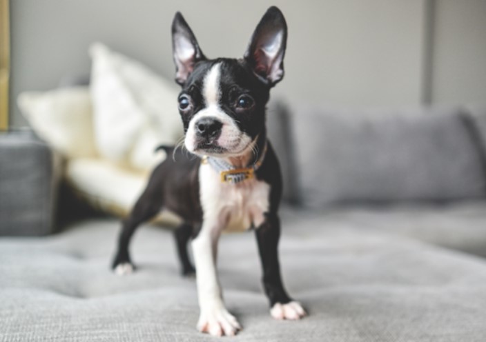 Black And White Boston Terrier