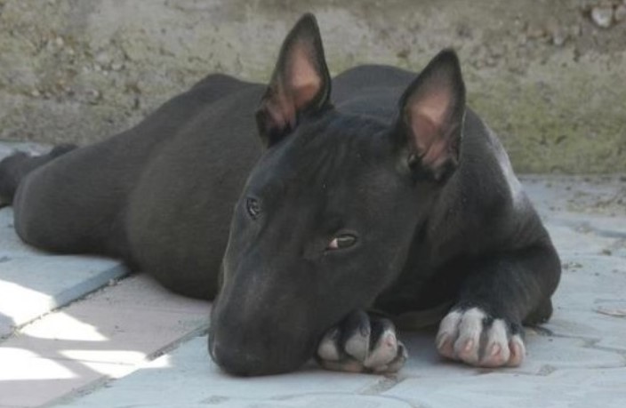 Black Bull Terrier