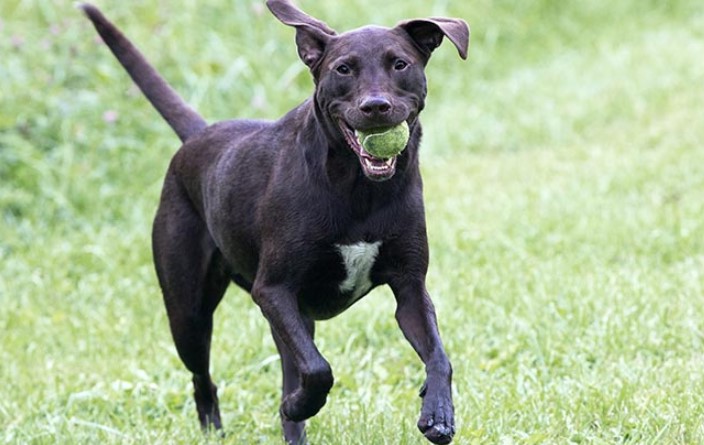 Black Lab Terrier Mix